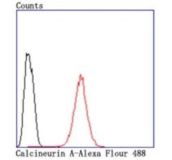 CalcineurinA Rabbit anti-Human, Clone: JA64-11, Novus Biologicals 100&mu;L:Antibodies,