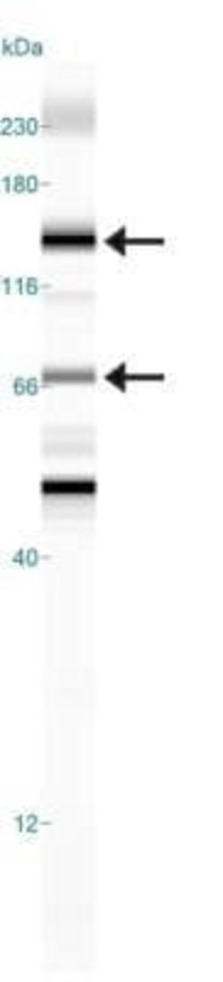 Calcium-sensing R/CaSR Antibody (HL 1499) - Azide and BSA Free, Novus Biologicals 0.1 mL | Buy Online | Novus Biologicals | Fisher Scientific