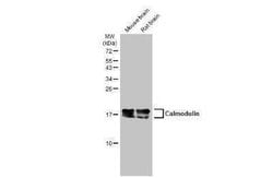 Calmodulin Antibody (GT117), Novus Biologicals 100 &mu;g | Buy Online | Novus Biologicals | Fisher Scientific