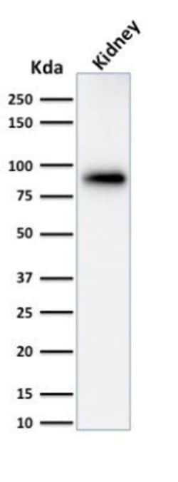 Calnexin Antibody (CANX/1543) - Azide and BSA Free, Novus Biologicals 100 &mu;g | Buy Online | Novus Biologicals | Fisher Scientific