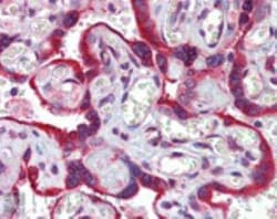 Calnexin Antibody, Novus Biologicals 0.05 mg; Unconjugated:Antibodies,