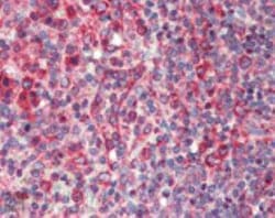 Calnexin Antibody, Novus Biologicals:Antibodies:Primary Antibodies
