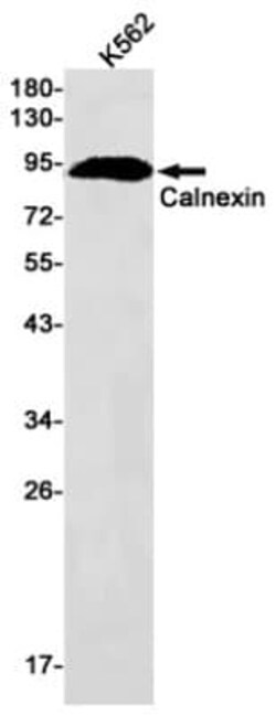 Calnexin Antibody (S07-2B1), Novus Biologicals 50 &mu;g; Unconjugated:Anticorps,