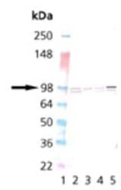 Calnexin Antibody, Novus Biologicals 0.05 mg; Unconjugated:Antibodies,