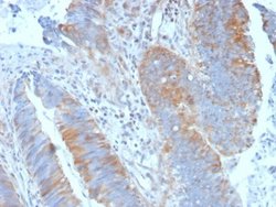 Calpain 1 Antibody (CAPN1/1530) - Azide and BSA Free, Novus Biologicals