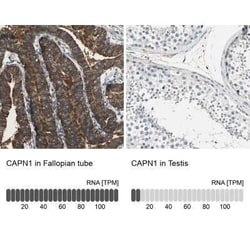 Calpain 1 Antibody, Novus Biologicals 0.1 mL | Buy Online | Novus Biologicals | Fisher Scientific