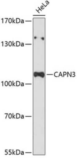 Calpain 3 Antibody - Azide and BSA Free, Novus Biologicals 0.1 mL, Unconjugated:Antibodies,