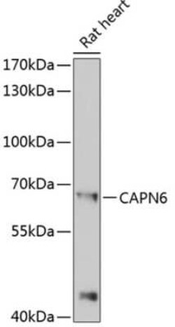 Calpain 6 Antibody - BSA Free, Novus Biologicals 0.02 mL, Unconjugated:Antibodies,