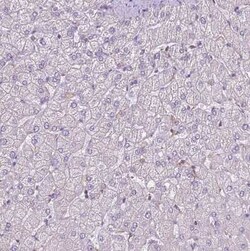 Calpain 9 Antibody, Novus Biologicals 0.1 mL, Unconjugated:Antibodies,