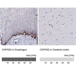 Calpain S2 Antibody, Novus Biologicals:Antibodies:Primary Antibodies
