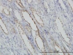 Calpain S1 Antibody (3C4), Novus Biologicals 0.1 mg, Unconjugated:Antibodies,