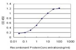 Calpain S1 Antibody (3C4), Novus Biologicals 0.1 mg, Unconjugated:Antibodies,