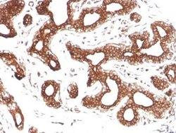 Calpastatin Mouse anti-Human, Clone: CAST/1550, Novus Biologicals 20 &mu;g;