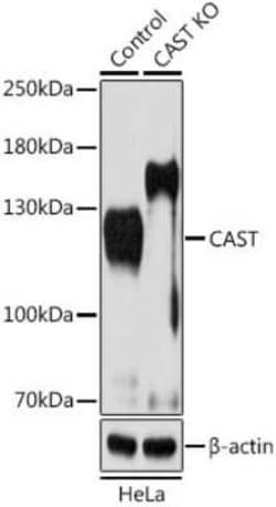 Calpastatin Antibody - BSA Free, Novus Biologicals:Antibodies:Primary Antibodies
