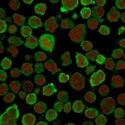 Calponin 1 Antibody (CNN1/832), Novus Biologicals:Antibodies:Primary Antibodies