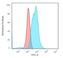 Calponin 1 Antibody (rCNN1/832), Novus Biologicals:Antibodies:Primary Antibodies