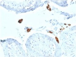 Calretinin Mouse anti-Human, Clone: CALB2/2602, Novus Biologicals:Anticorps:Anticorps