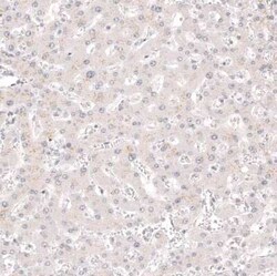 Calretinin Antibody (CL12838), Novus Biologicals 100 &mu;g; Unconjugated:Antibodies,