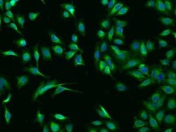 Calsequestrin 1 Antibody, Novus Biologicals 50 &mu;g; Unconjugated:Antibodies,