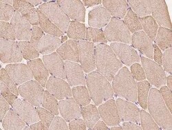 Calsequestrin 1 Antibody, Novus Biologicals 50 &mu;g; Unconjugated:Antibodies,