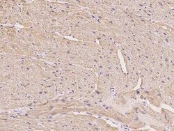 Calsequestrin 1 Antibody, Novus Biologicals 50 &mu;g; Unconjugated:Antibodies,