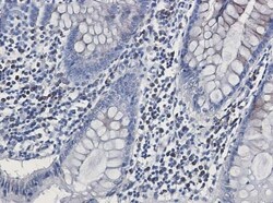 Calsyntenin-1 Antibody (S07-8H2), Novus Biologicals:Anticorps:Anticorps