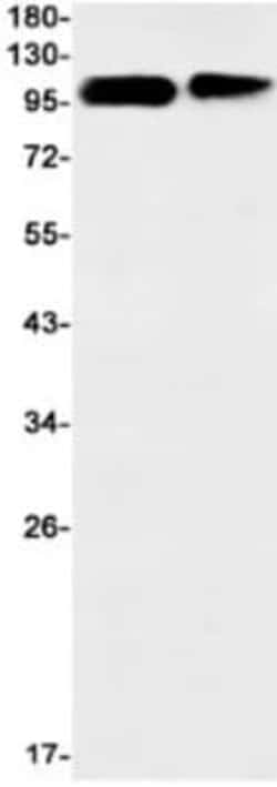 Calsyntenin-1 Antibody (S07-8H2), Novus Biologicals:Anticorps:Anticorps