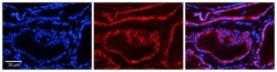 Calumenin Antibody, Novus Biologicals 100 &mu;L; Unconjugated:Antibodies,