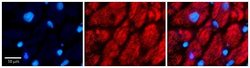 Calumenin Antibody, Novus Biologicals 100 &mu;L; Unconjugated:Antibodies,