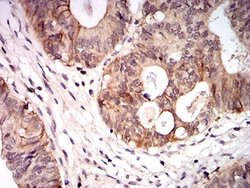 Canine Parvovirus Antibody (2G10A3) - BSA Free, Novus Biologicals 0.025