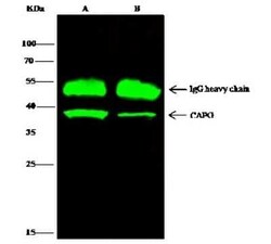 CapG Antibody, Novus Biologicals:Anticorps:Anticorps primaires