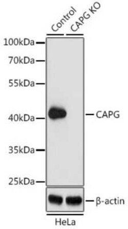 CapG Antibody - BSA Free, Novus Biologicals 0.02 mL, Unconjugated:Antibodies,