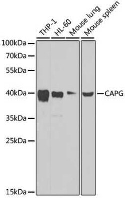 CapG Antibody - BSA Free, Novus Biologicals 0.02 mL, Unconjugated:Antibodies,