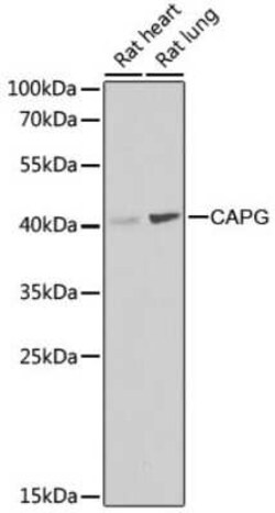CapG Antibody - BSA Free, Novus Biologicals 0.02 mL, Unconjugated:Antibodies,