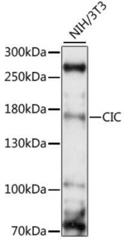Capicua Antibody - Azide and BSA Free, Novus Biologicals 0.1 mL, Unconjugated:Antibodies,
