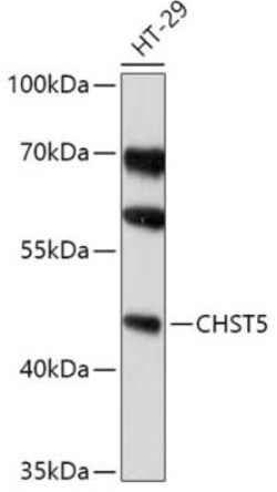 Carbohydrate Sulfotransferase 5/CHST5 Antibody - Azide and BSA Free, Novus