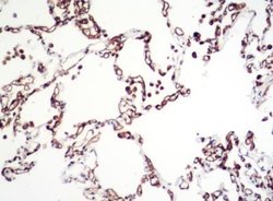 Carbonic Anhydrase IV/CA4 Rabbit anti-Human, Clone: 39, Novus Biologicals
