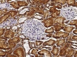 Carbonic Anhydrase IV/CA4 Rabbit anti-Human, Clone: 39, Novus Biologicals