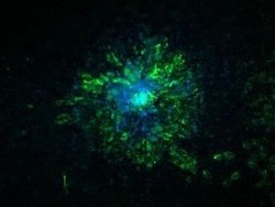 Carbonic Anhydrase IX/CA9 Antibody (2D3) - Azide and BSA Free, Novus Biologicals