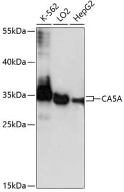 Carbonic Anhydrase VA/CA5A Antibody - Azide and BSA Free, Novus Biologicals