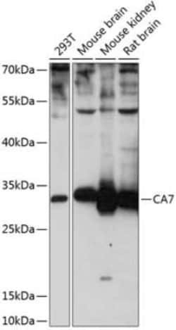 Carbonic Anhydrase VII/CA7 Antibody - BSA Free, Novus Biologicals:Antibodies:Primary