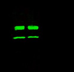 Carbonic Anhydrase VIII/CA8 Rabbit anti-Mouse, Clone: 5, Novus Biologicals