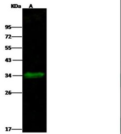 Carbonic Anhydrase XIV/CA14 Rabbit anti-Human, Clone: 4, Novus Biologicals 100 &mu;g | Buy Online | Novus Biologicals | Fisher Scientific