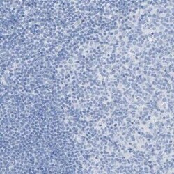 Carboxypeptidase A1/CPA1 Antibody, Novus Biologicals 0.1 mL | Buy Online | Novus Biologicals | Fisher Scientific