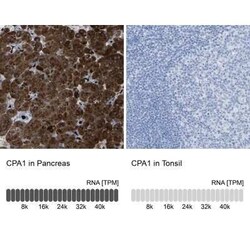 Carboxypeptidase A1/CPA1 Antibody, Novus Biologicals 0.1 mL | Buy Online | Novus Biologicals | Fisher Scientific