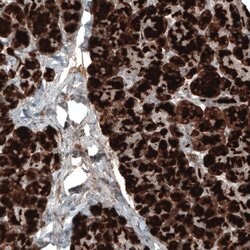 Carboxypeptidase A1/CPA1 Antibody (CL6607), Novus Biologicals:Antibodies:Primary