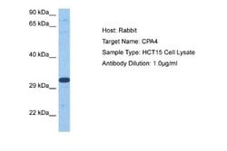 Carboxypeptidase A4/CPA4 Rabbit anti-Human, Polyclonal, Novus Biologicals