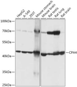Carboxypeptidase A4/CPA4 Antibody - Azide and BSA Free, Novus Biologicals