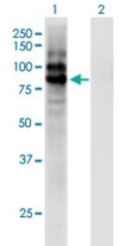 Carboxypeptidase X1/CPXM1 Antibody (2G5), Novus Biologicals 0.1 mg | Buy Online | Novus Biologicals | Fisher Scientific