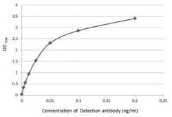 Casein Antibody, Novus Biologicals 200 μg; Unconjugated:Antibodies,